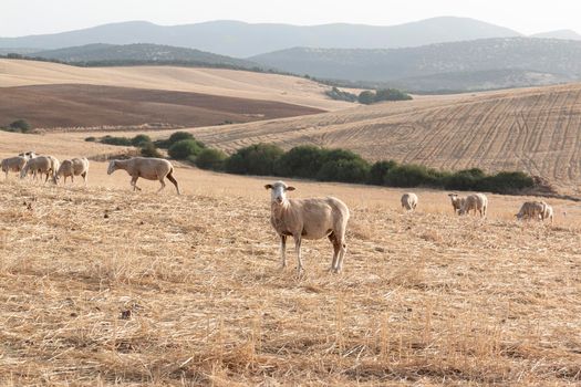 Sheep grazing in a dry cereal field in southern Andalusia Spain.