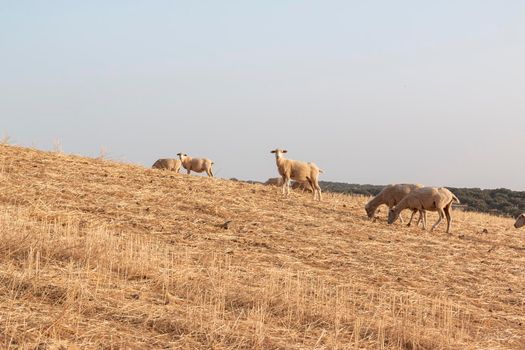 Sheep grazing in a dry cereal field in southern Andalusia Spain.