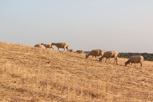 Sheep grazing in a dry cereal field in southern Andalusia Spain.