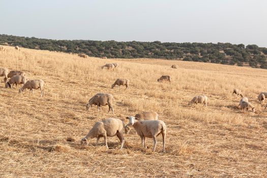 Sheep grazing in a dry cereal field in southern Andalusia Spain.