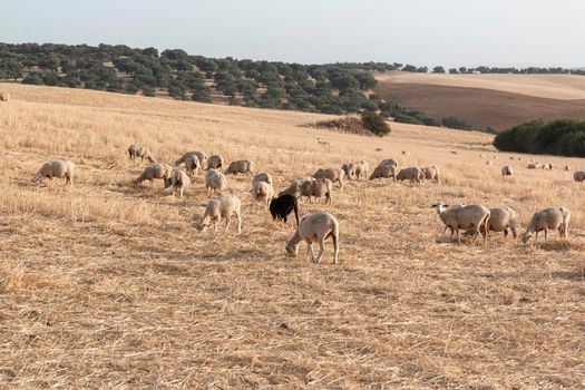 Sheep grazing in a dry cereal field in southern Andalusia Spain.