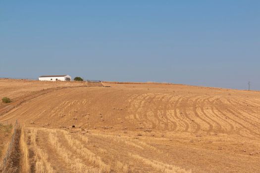 Freshly picked dry cereal field in the background, in southern Andalusia Spain.