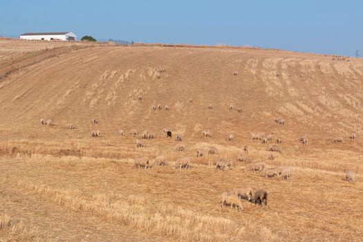 Freshly picked dry cereal field in the background, in southern Andalusia Spain.