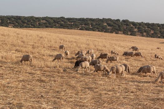 Sheep grazing in a dry cereal field in southern Andalusia Spain.