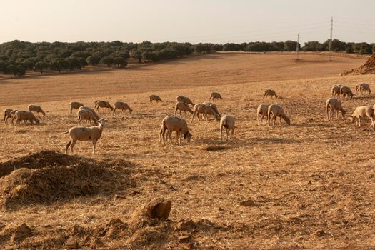 Sheep grazing in a dry cereal field in southern Andalusia Spain.