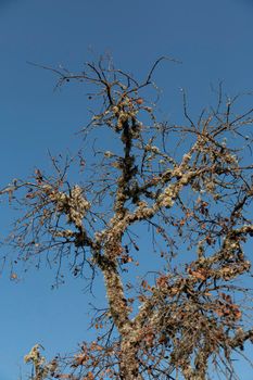 Dead acorn tree back lighting with a clear blue sky in southern andalusia spain