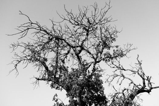 Dead acorn tree back lighting with a clear blue sky in southern andalusia spain