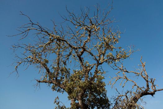 Dead acorn tree back lighting with a clear blue sky in southern andalusia spain