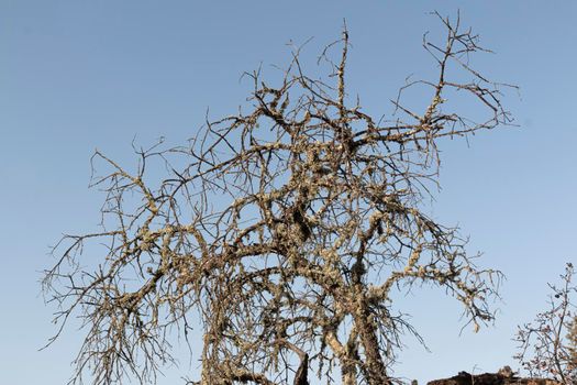 Dead acorn tree back lighting with a clear blue sky in southern andalusia spain
