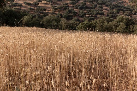 Dry cereal field ready for collection, in southern Andalusia Spain.