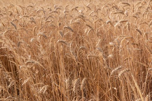 Dry cereal field ready for collection, in southern Andalusia Spain.