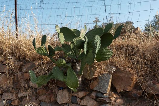 Dry cactus in an Andalusian village in southern Spain