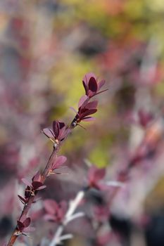 Barberry Superba - Latin name - Berberis x ottawensis Superba