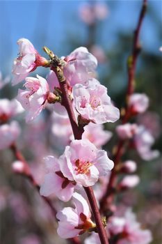 Nectarine Nectagrand 4 flowers - Latin name - Prunus persica var. nucipersica Nectagrand 4