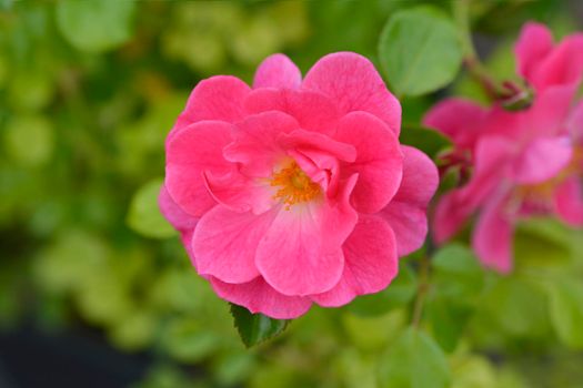 Magic Meidiland Rose flowers - Latin name - Rosa Magic Meidiland
