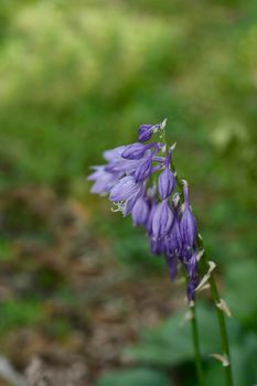 Mountain hosta flowers - Latin name - Hosta kiyosumiensis