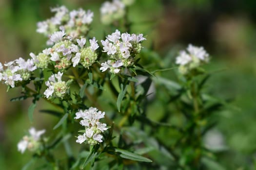 Virginia mountain mint flower - Latin name - Pycnanthemum virginianum
