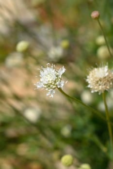 Giant scabious flower - Latin name - Cephalaria leucantha