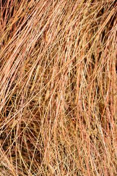 Bronze New Zealand hair sedge - Latin name - Carex comans Bronze Form