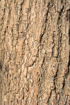 Field maple bark detail - Latin name - Acer campestre