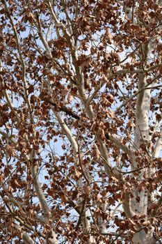 London plane - Latin name - Platanus x hispanica (Platanus x acerifolia)