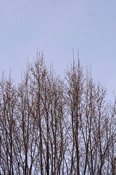 Pyramid hornbeam branches with buds - Latin name - Carpinus betulus Fastiegata