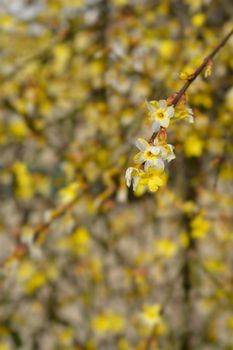 Winter jasmine - Latin name - Jasminum nudiflorum