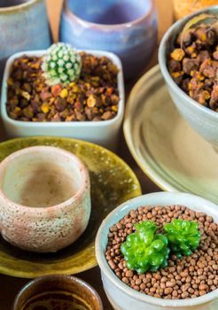 Cactus and Succulent plant in the ceramic pots adapted from ceramic bowls