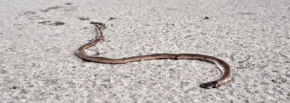 Car crushed snake died on the road