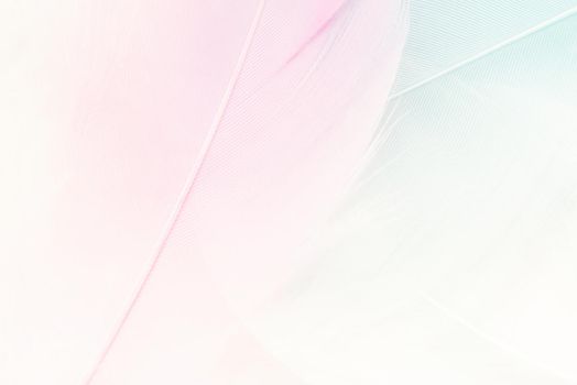 Abstract background. Texture. Pastel colored fluffy bird feathers background