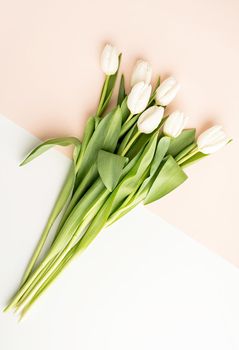 Spring flowers. Minimal. Top view of white tulips on double colored white and beige background