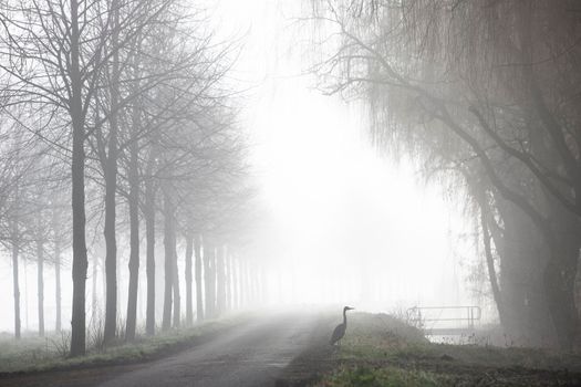 heron near country road on misty morning in the netherlands