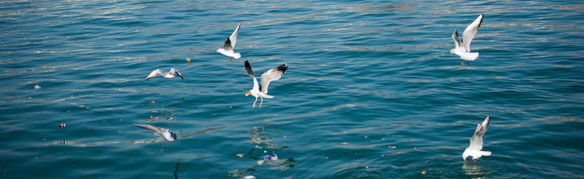 Seagulls are flying in sky over the sea waters