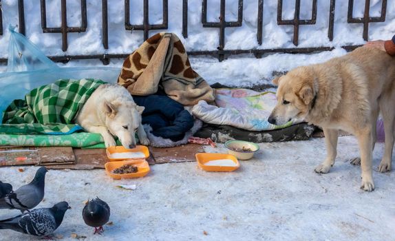 Two large adult stray dogs get food in the winter.