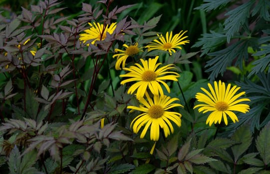 Yellow chamomile, floral background, August bright flowers.