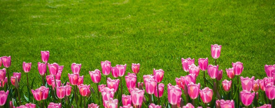 Tulip Flowers Blooming in Spring Season