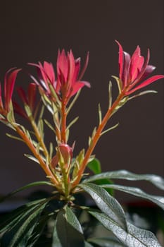 Tree bloom blossom beautiful flowers in spring season