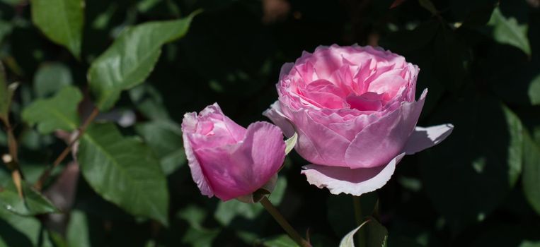 Blooming beautiful colorful roses in the garden background