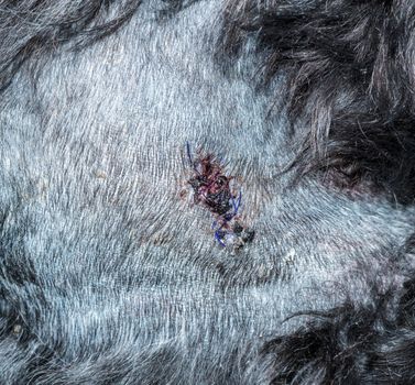 Detail of the suture or stitches for an operation on a dog to remove a lump or mass