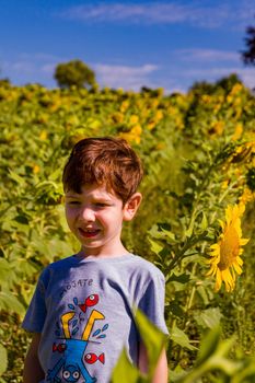 A cute redhead, blue-eyed boy on a grey t-shirt standing in a sunflower field on a sunny summer day