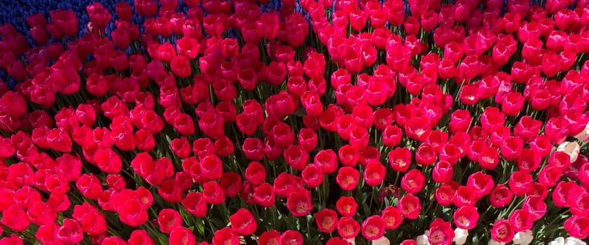 Blooming colorful tulip flowers in garden as floral background