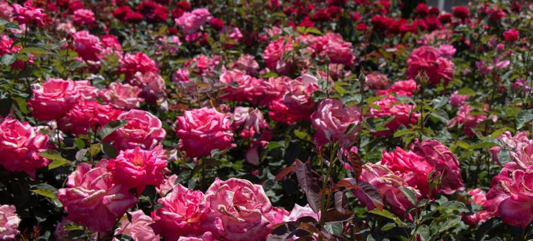 Rose garden full of beautiful fresh roses