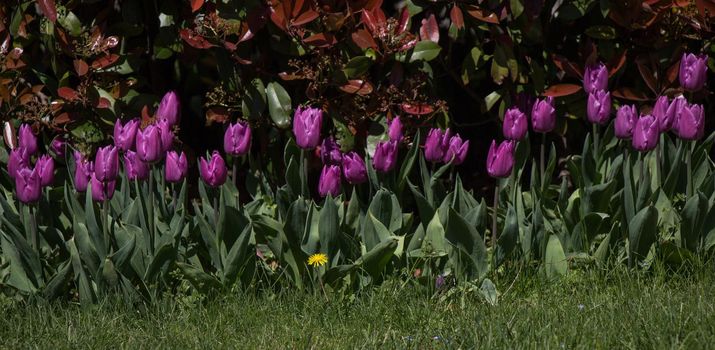 Purple  color Tulips Bloom in Spring in garden