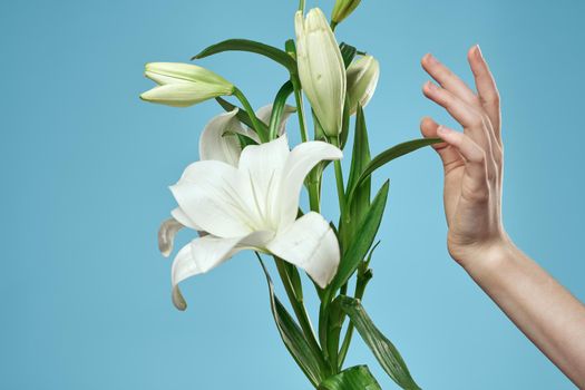 bouquet of white flowers on blue background and female hand cropped view. High quality photo