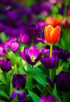 Close up Red tulips flowers blooming in spring garden