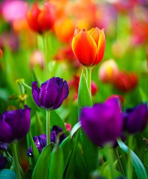 Close up Red tulips flowers blooming in spring garden