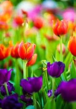 Close up Red tulips flowers blooming in spring garden