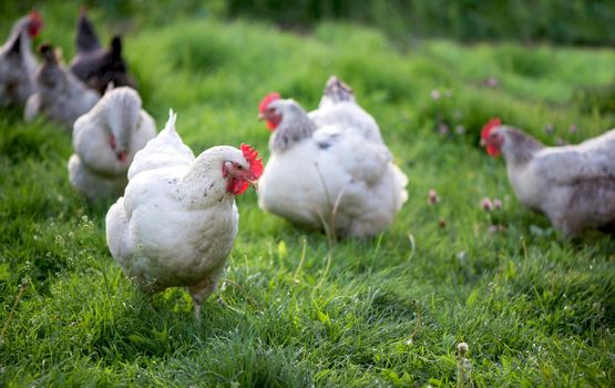 Rooster and Chickens. Free Range Cock and Hens.