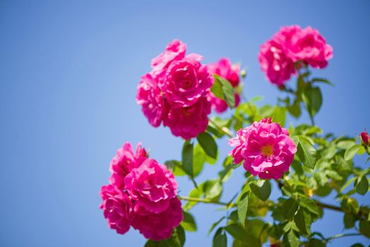 Beautiful pink climbing roses in spring in the garden