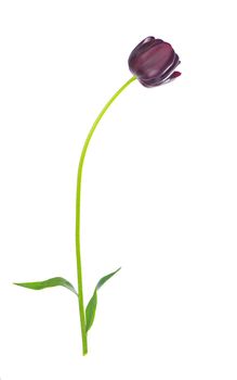 Studio Shot of Purple Colored Tulip Isolated on White Background. Large Depth of Field